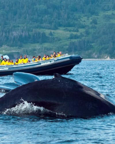 croisieres_baie_de_gaspe_inc_1