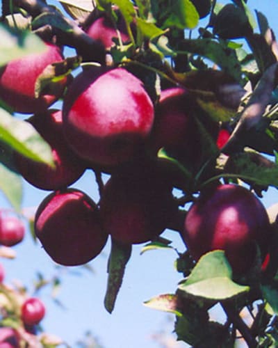 domaine_leduc_piedimonte_1