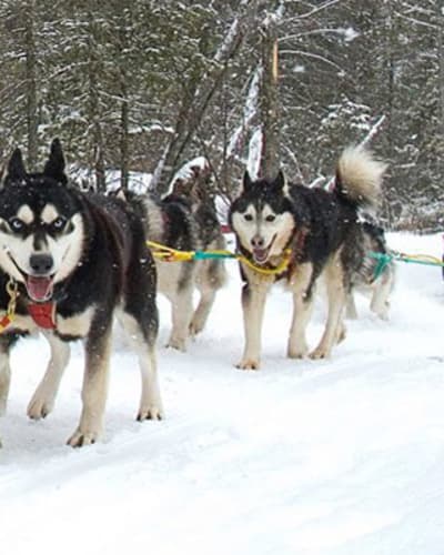 expedition_wolf_inc_1