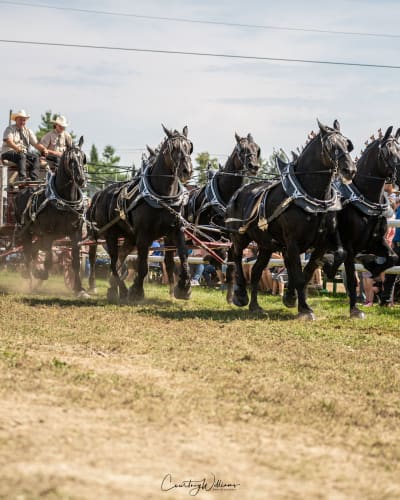 exposition_agricole_de_shawville_1
