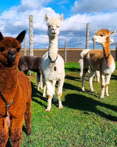 ferme_bon_autruche_et_bel_alpaga_1