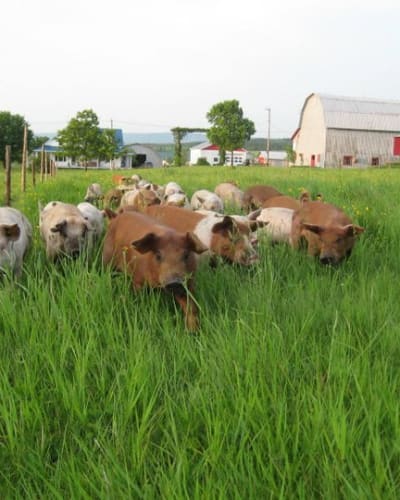 ferme_des_hautes_terres_1