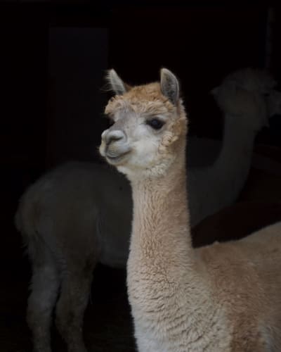 ferme_fibres_et_compagnie___les_alpagas_daldo_1