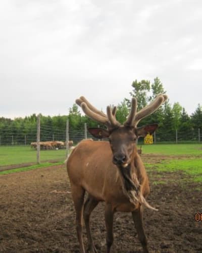 ferme_les_wapitis_des_beaux_pres_1