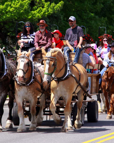 festival_du_cheval_de_princeville_1
