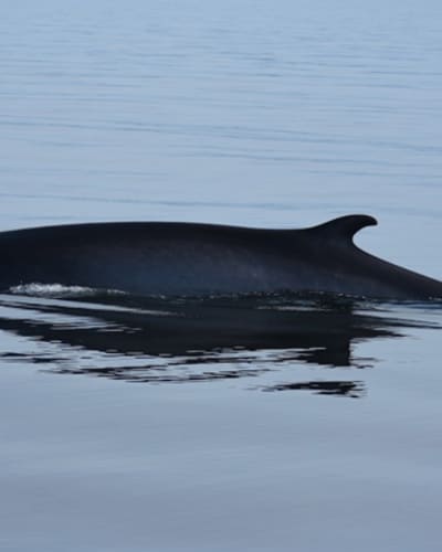 groupe_de_recherche_et_deducation_sur_les_mammiferes_marins_gremm_1