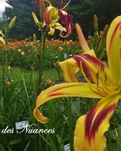 jardin_des_nuances_1