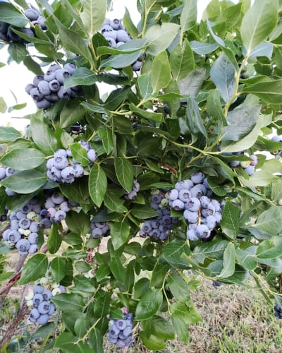 jardin_fruitier_1