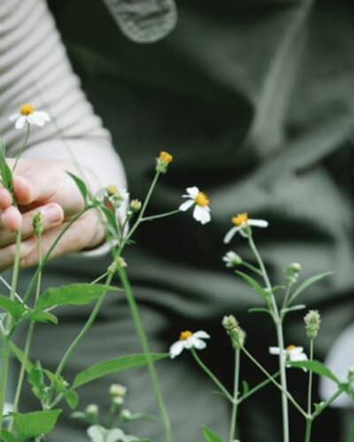 jardins_atsenti_auarata_les_1