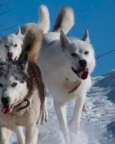 la_reine_et_le_millionnaire_1_h