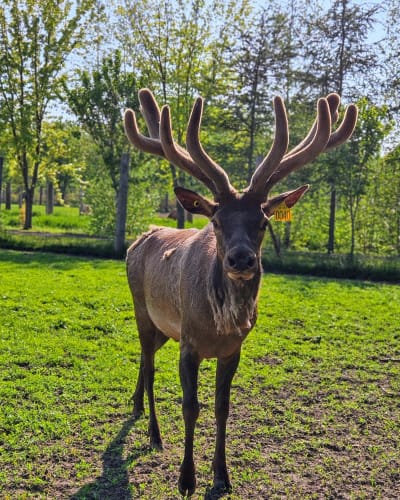 la_vallee_du_wapiti_1