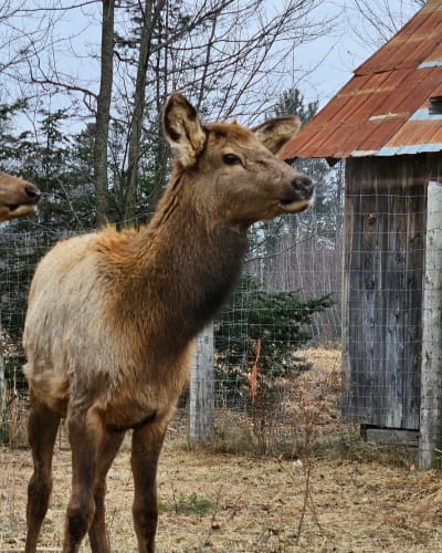 la_vallee_du_wapiti_1_p