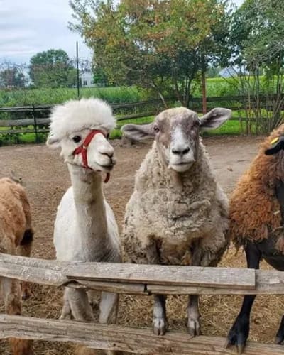larche_de_zoe_mini_ferme_educative_1