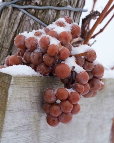 The Laurentian Chemin du Terroir