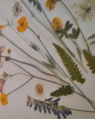 les_cantons_fleuris_1