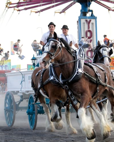 les_expositions_agricoles_du_quebec_5