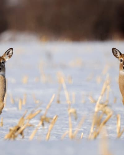 marais_leon_provancher_1_h