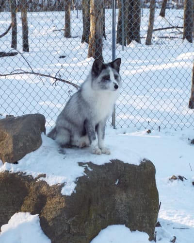 musee_de_la_biodiversite_du_quebec_1_h