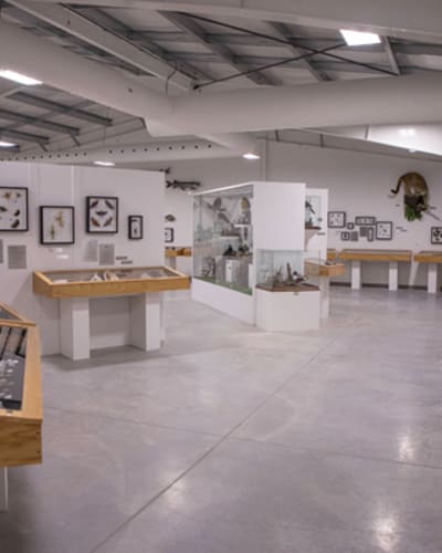 musee_du_coquillage_1