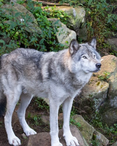 parc_omega_1