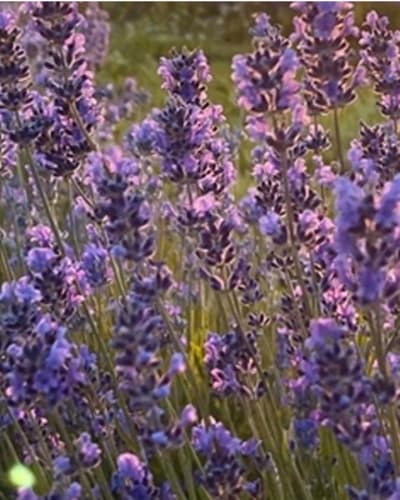 passion_lavande_1