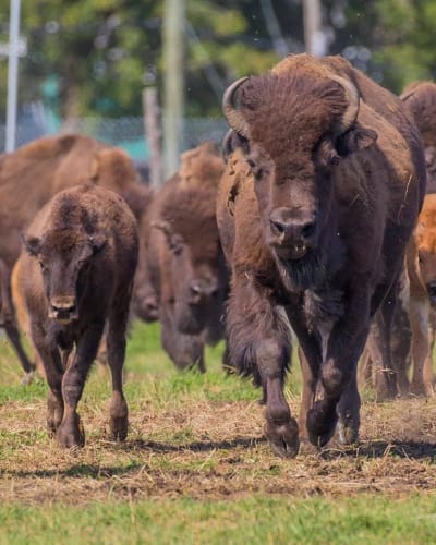 terre_des_bisons_1
