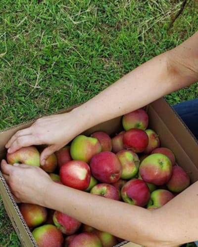 verger_trois_pommes_1