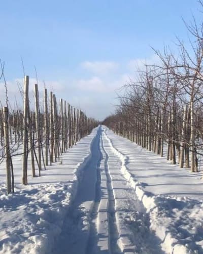 vergers_denis_charbonneau_1_h