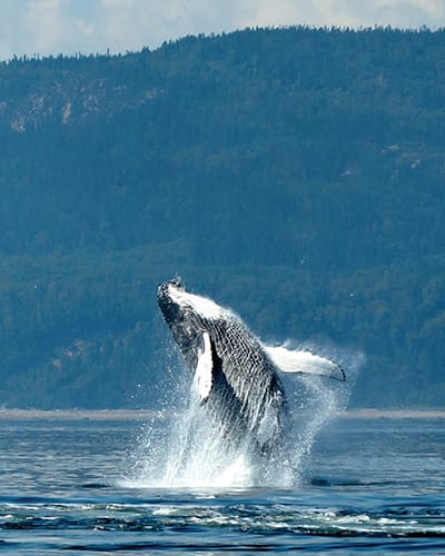 viens_voir_les_baleines_1
