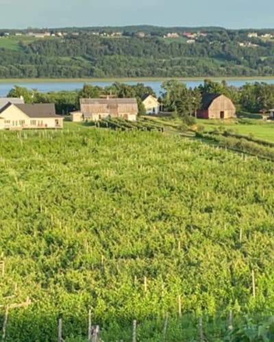 vignoble_domaine_lange_gardien_1