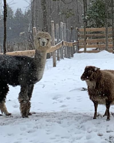 zoo_animation_estrie_1_h