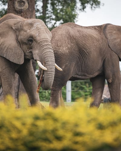 zoo_de_granby_1