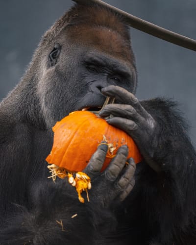 zoo_de_granby_1_a