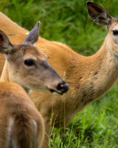zoo_ecomuseum_1_a