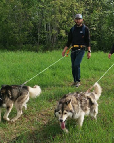 Cani-rando & Canicross with the sled dogs