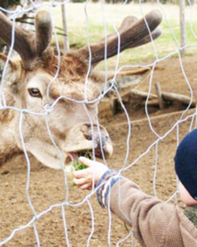 Visit the shelter's animals