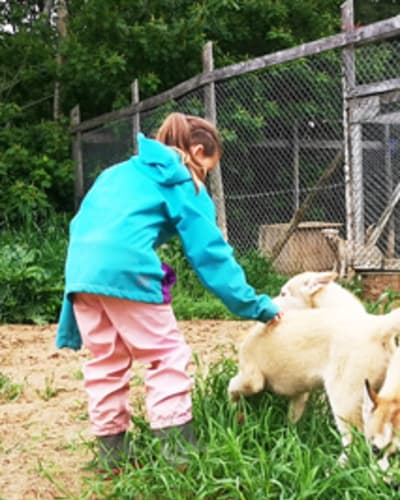 Visit to the sled dog kennel