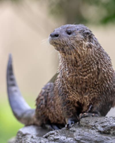 An exceptional discount at the Ecomuseum Zoo!