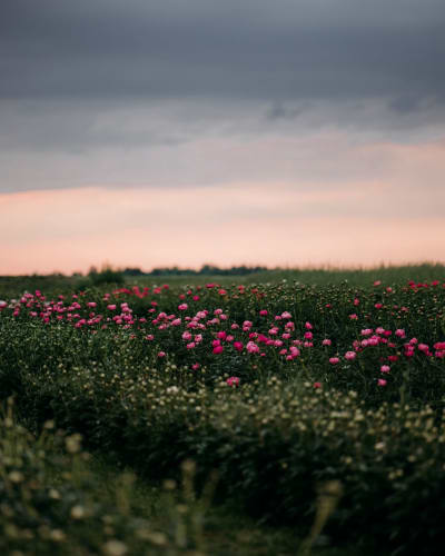 Champ de pivoines.