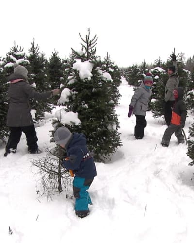 Family Christmas tree picking.