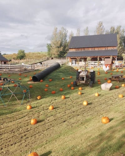 Pumpkins field at Plantations Stéphan Perreault.