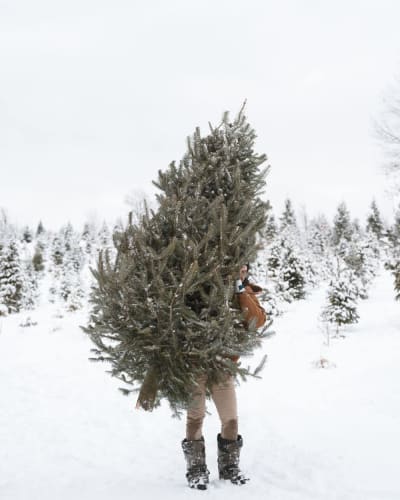 Plantations Stéphan Perreault.