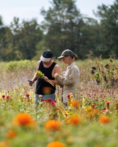A wildflower field.