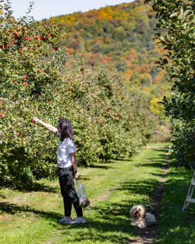 A woman picking apples with a dog.