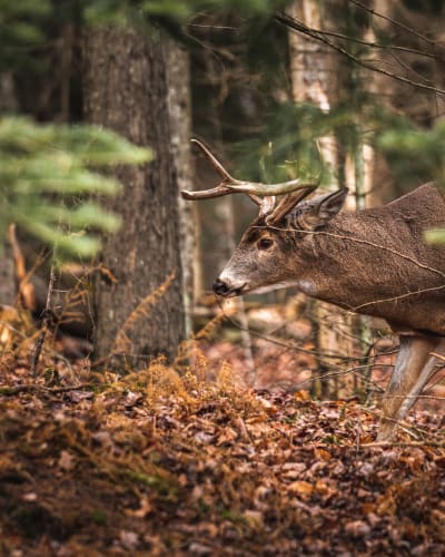 Un cerf à la Réserve faunique de Papineau-Labelle.