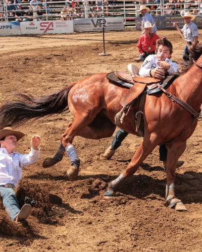Professional rodeo.