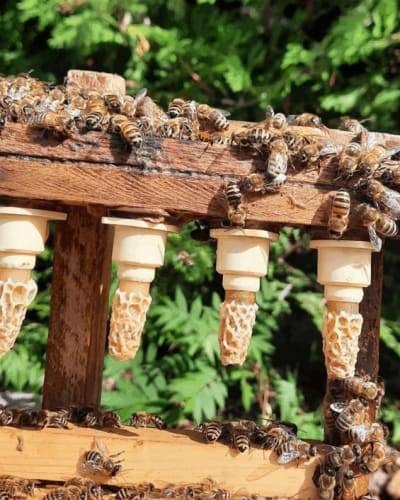 A beehive.
