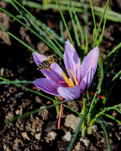 Une abeille et une fleur au Safran Nordique.