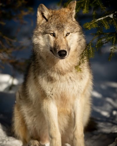 Wolf Sanctuary LUPO - A wolf is seated on snow
