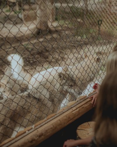 Wolf Sanctuary LUPO - Three crouching people interact with three wolves behind a fence